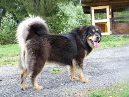 RAYLA  Henriet´s garden,(ARISSA x VIJAY)